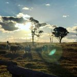Sorrento-Dalveen-Sunset-Cattle